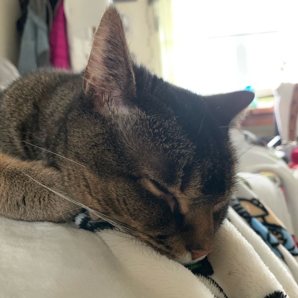 Meet your Posher, Brie